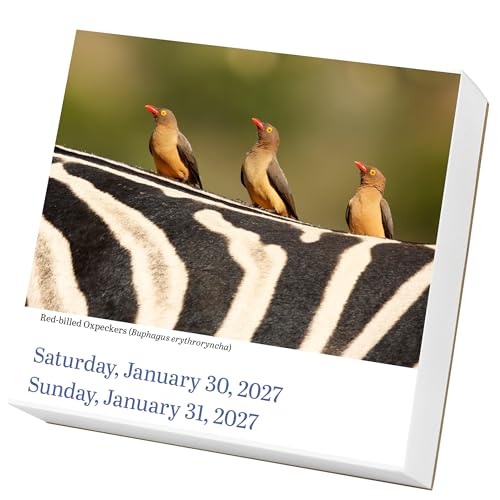 Audubon Birds Page-A-Day Calendar 2027: The World's Favorite Bird Calendar - view 3