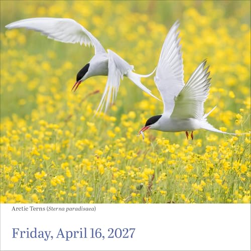 Audubon Birds Page-A-Day Calendar 2027: The World's Favorite Bird Calendar - view 5