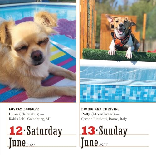 365 Dogs Page-A-Day Calendar 2027: The World's Favorite Dog Calendar - view 4