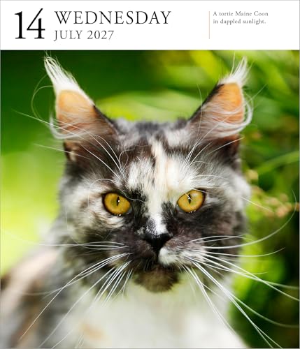 Cat Page-A-Day Gallery Calendar 2027: A Delightful Gallery of Cats for Your Desktop - view 6